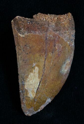 Carcharodontosaurus Tooth - Serrated #5936